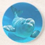 Beluga Whale Coaster<br><div class="desc">A curious and friendly Beluga Whale in an underwater viewing © and ® Bigstock® - All Rights Reserved.</div>