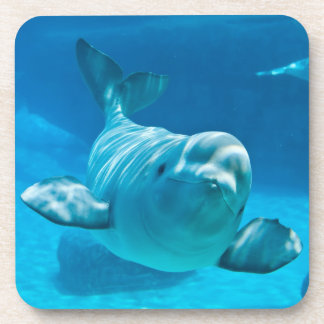 Beluga Whale Coaster