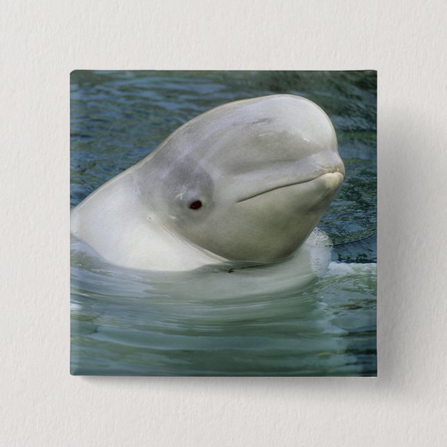 Beluga Whale, Delphinapterus leucas) 15 Cm Square Badge (Front)