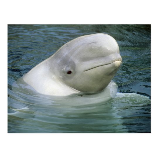 Beluga Whale, Delphinapterus leucas), Captive Postcard