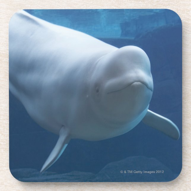 Beluga whale (Delphinapterus leucas) Coaster (Front)
