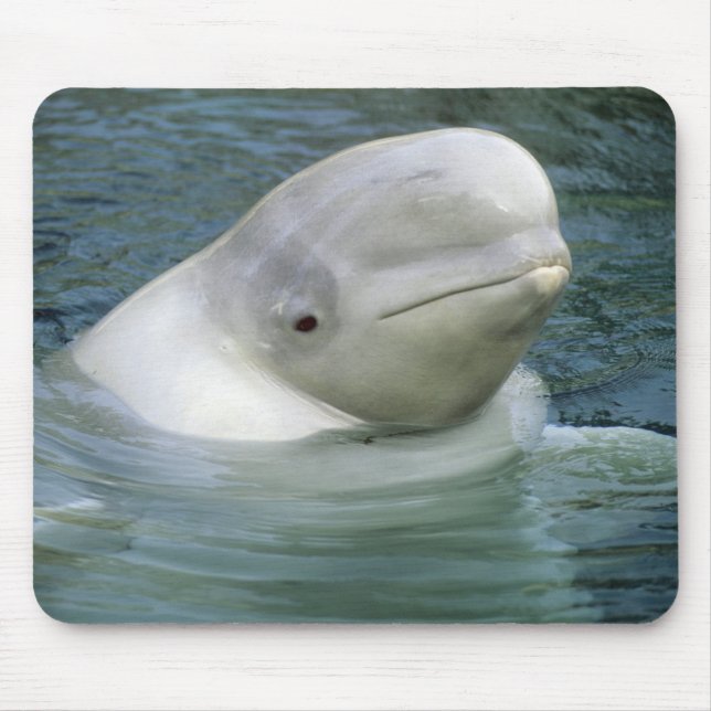 Beluga Whale, Delphinapterus leucas) Mouse Pad (Front)