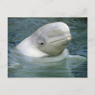 Beluga Whale, Delphinapterus leucas) Postcard