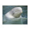 Beluga Whale, Delphinapterus leucas)