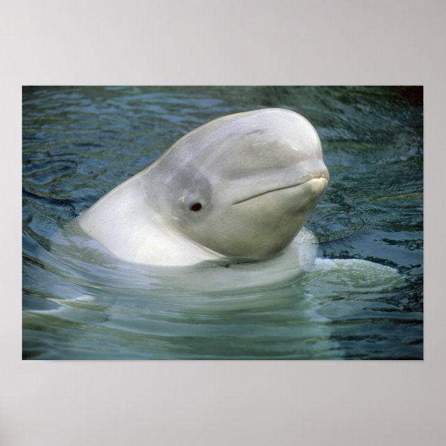 Beluga Whale, Delphinapterus leucas) Poster (Front)