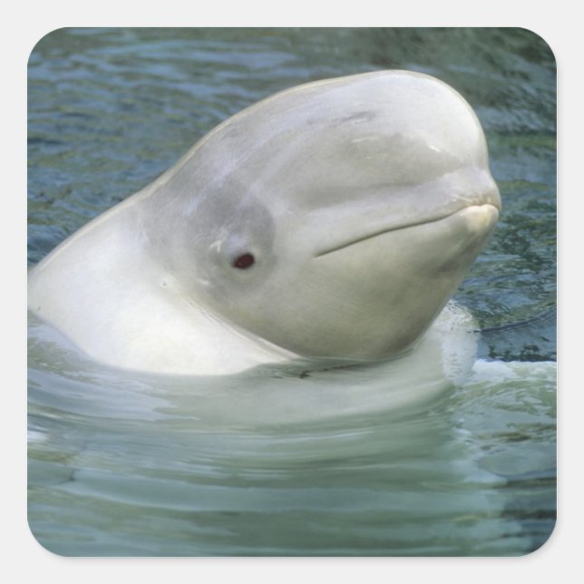 Beluga Whale, Delphinapterus leucas) Square Sticker (Front)