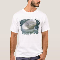 Beluga Whale, Delphinapterus leucas)
