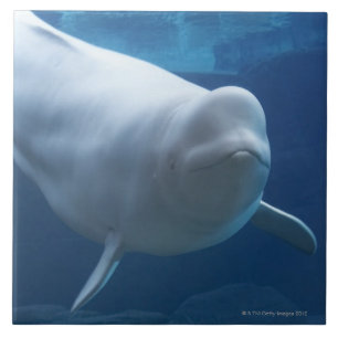 Beluga whale (Delphinapterus leucas) Tile