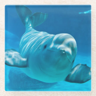 Beluga Whale Glass Coaster