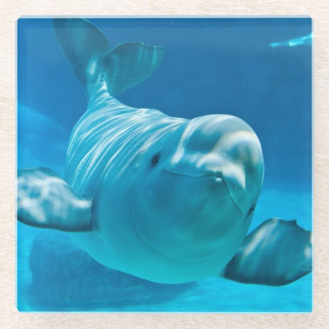 Beluga Whale Glass Coaster (Front)