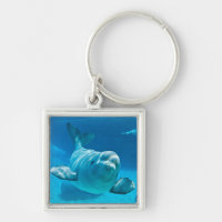Beluga Whale