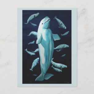 Beluga Whale Postcards Beluga Whale Art Cards