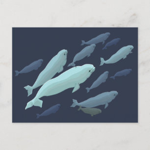 Beluga Whale Postcards Beluga Whale Card Customise