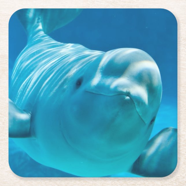 Beluga Whale Square Paper Coaster (Front)
