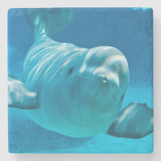 Beluga Whale Stone Coaster (Front)