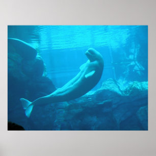Beluga Whales Poster