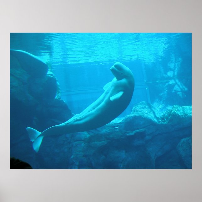 Beluga Whales Poster (Front)