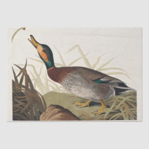 Bemaculated Duck from Birds of America (1827) Tissue Paper