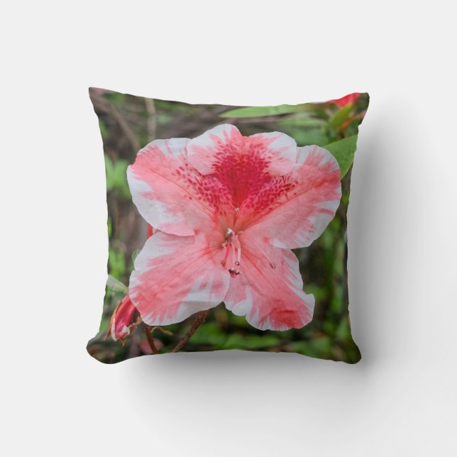 Ben Morrison Azalea (Rhododendron 'Ben Morrison' Cushion (Front)