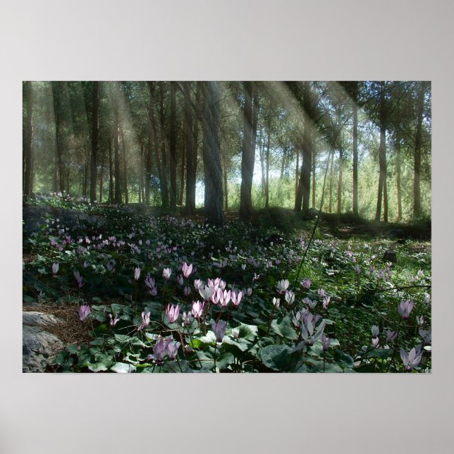 Ben Shemen Forest in Israel, Holy Land Poster (Front)