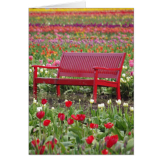 Bench in a Field