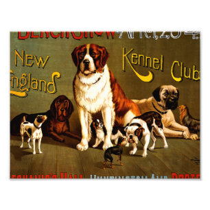 Bench Show. New England Kennel Club Photo Print