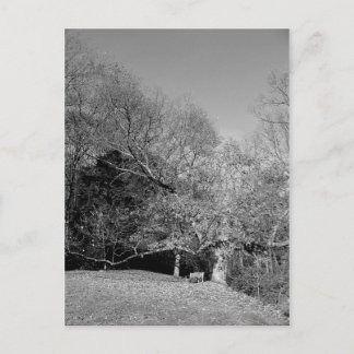 Bench Under Tree Postcards