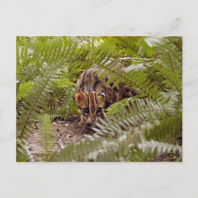 Bengal Cat 003 Postcard (Front)