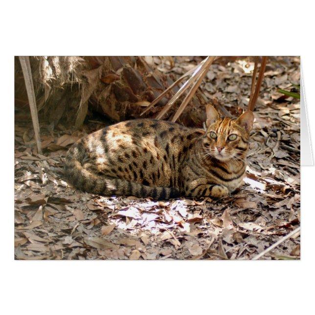 Bengal Cat 013 (Front Horizontal)