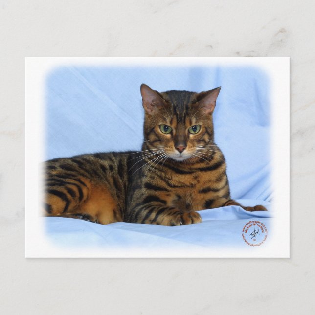 Bengal Cat 9W052D-023 Postcard (Front)