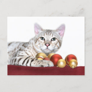Bengal cat Christmas Holiday Postcard