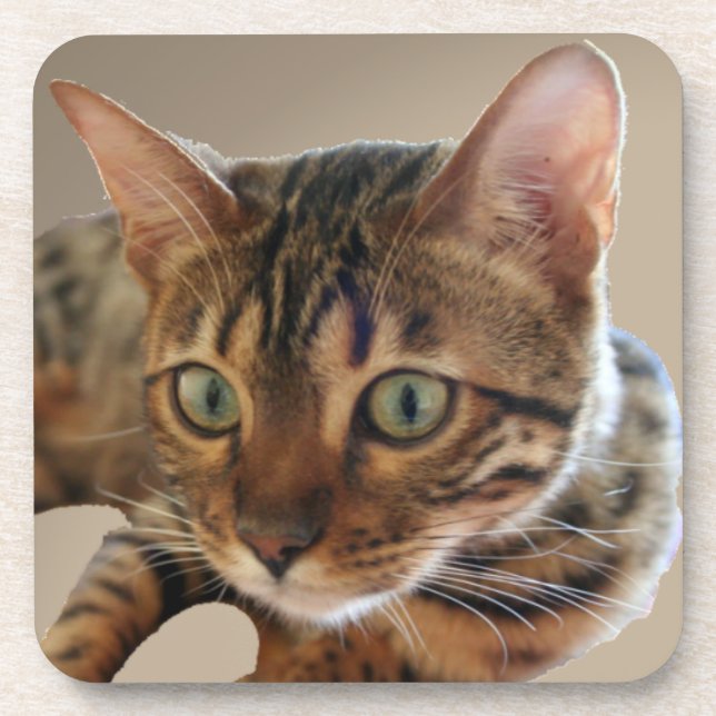 Bengal Cat Coaster (Front)