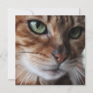 Bengal Cat Face Photograph, Customise This Holiday Card