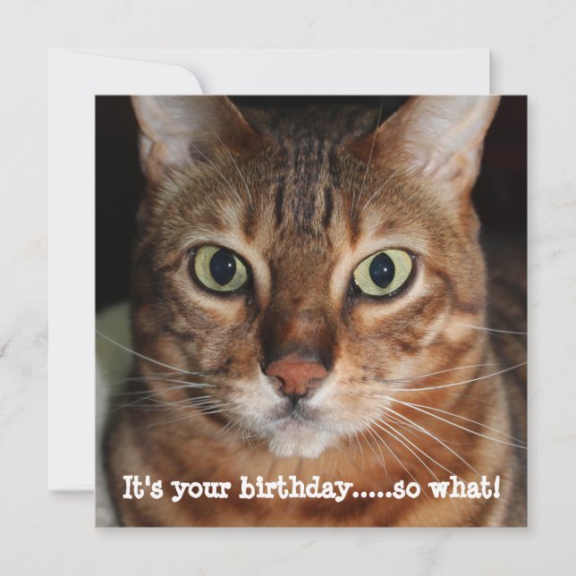 Bengal Cat Face Photograph "Its your birthday..." Holiday Card (Front)