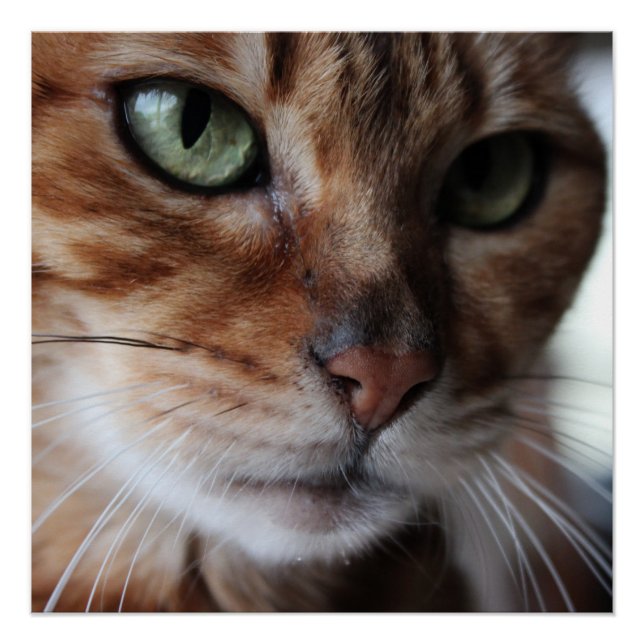 Bengal Cat Face Photograph Wall Art Glossy Poster (Front)