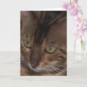Bengal Cat - Greeting Card