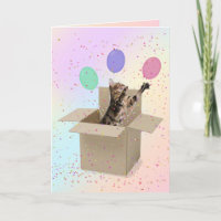 Bengal cat in carton box birthday