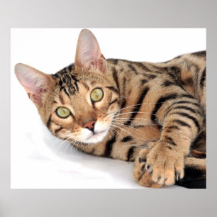 Bengal cat lying down poster