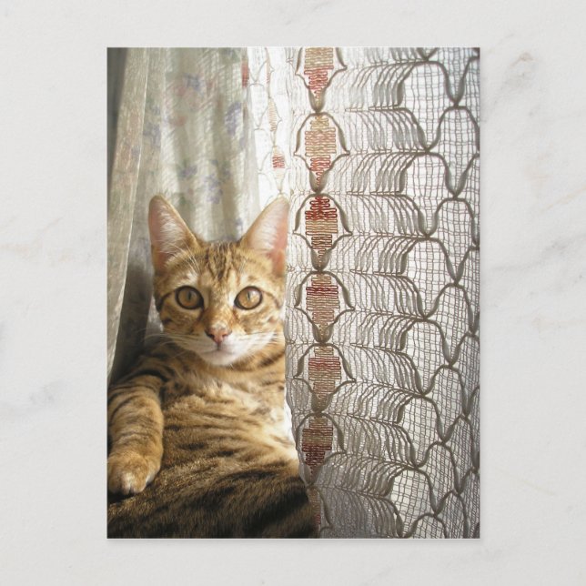 Bengal Cat Postcard (Front)