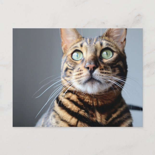 Bengal Cat Postcard (Front)