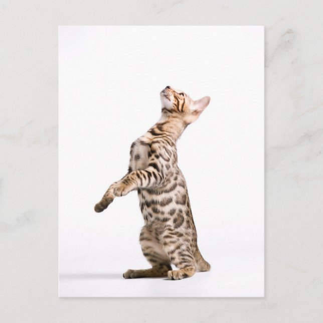 Bengal Cat Postcard (Front)