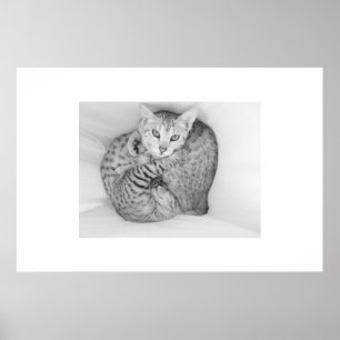 Bengal Cats Poster