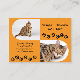 Bengal Cattery Business Card   Custom Photo 