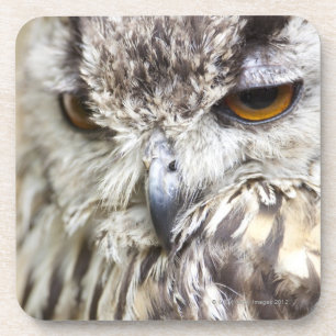 Bengal Eagle Owl Coaster