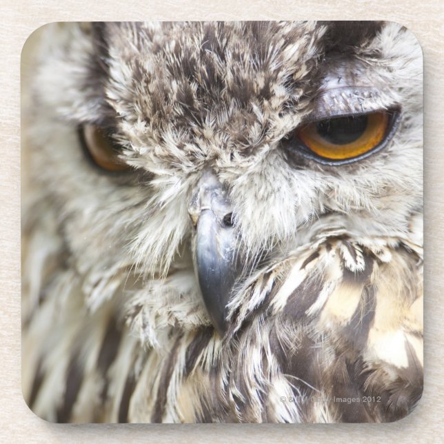 Bengal Eagle Owl Coaster (Front)