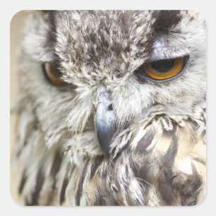 Bengal Eagle Owl Square Sticker