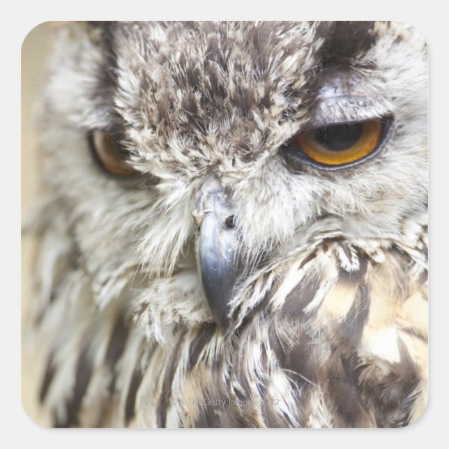 Bengal Eagle Owl Square Sticker (Front)