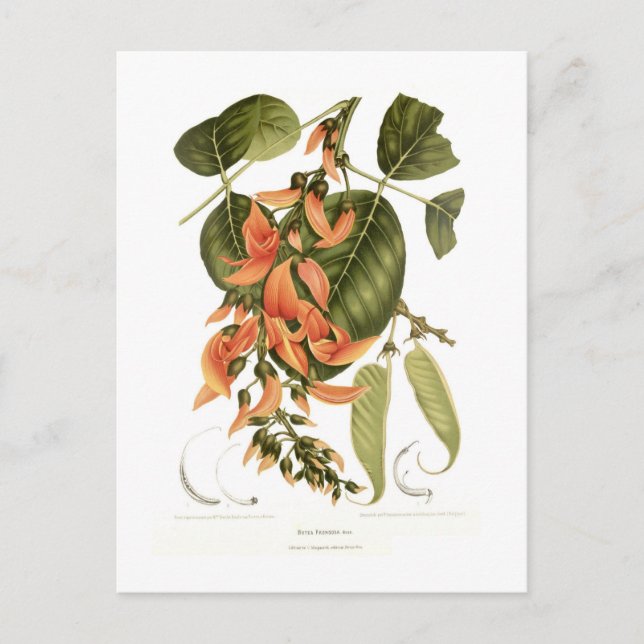 Bengal Kino Postcard (Front)