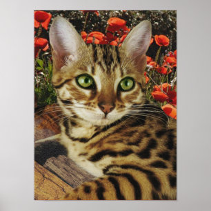 Bengal Poster