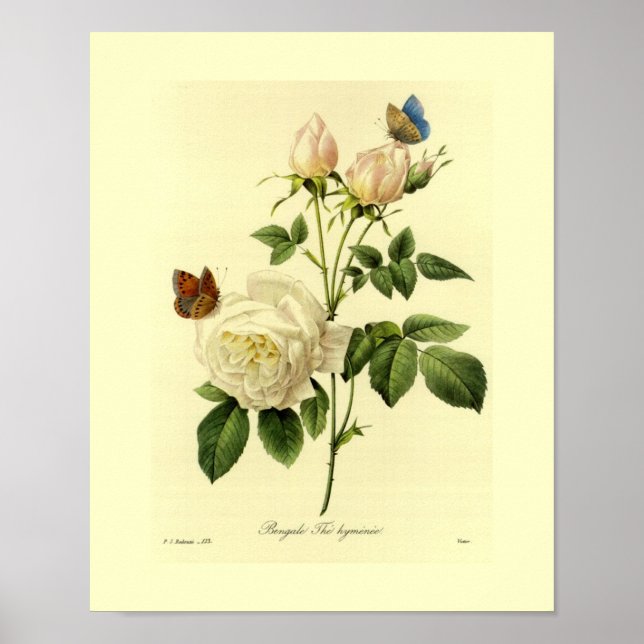 Bengal Rose Botanical Floral Poster (Front)